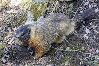 Yellow Bellied Marmots GTNP May 2025